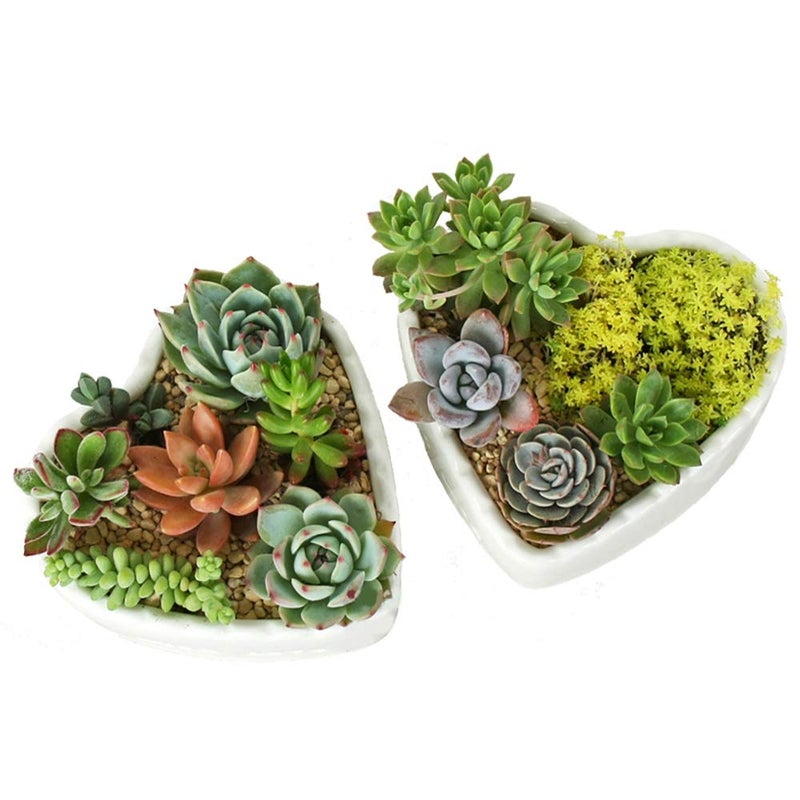 JHNIF 2pcs Heart-Shaped Pure White Ceramic Cactus Succulent Plant Pots. - Image 3